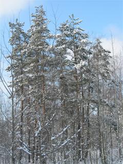 Бронная гора
